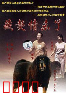 藏獒情未了：忠诚相伴到永远